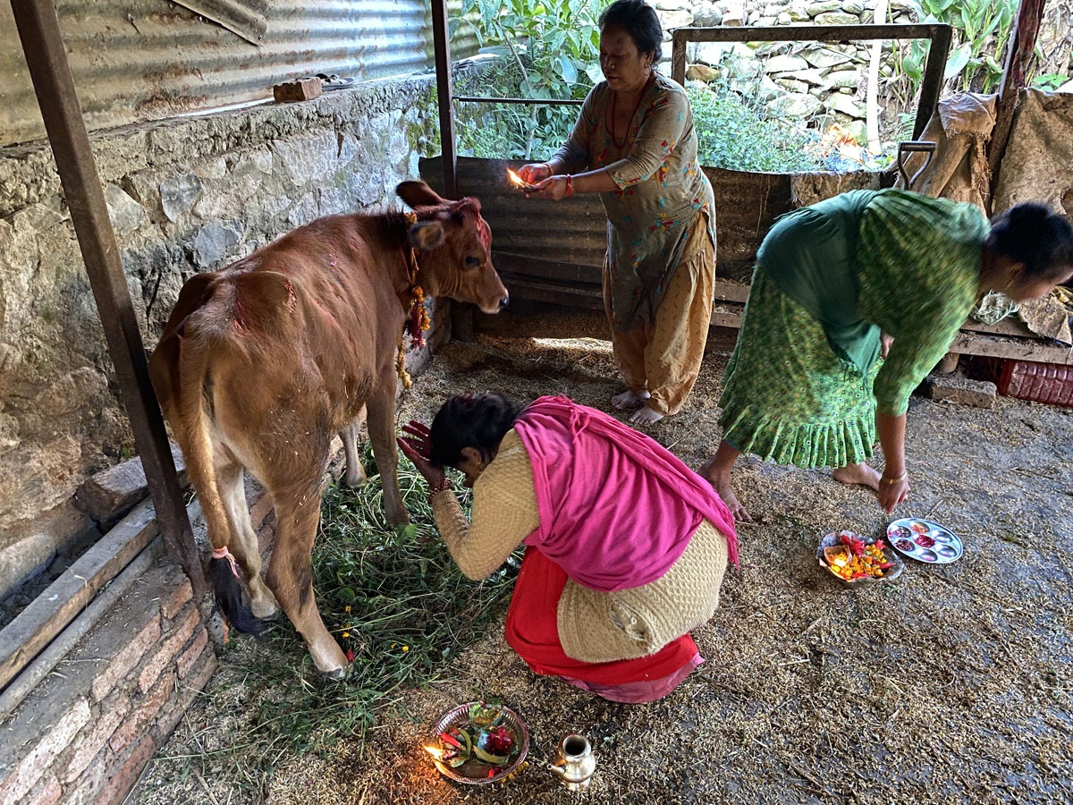 आज गाईतिहार अर्थात गौमाता सम्मान